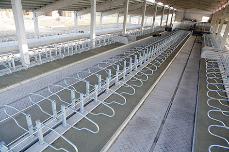 Clicca per ingrandire cuccette per bovini